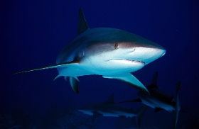 MediaEarth - Bahamas 2017 - DSC02469_rc - Caribbean reef shark - Requin gris des caraibes - Carcharhinus perezi